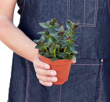 Nematanthus Black Goldfish Plant