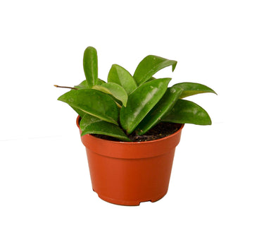 Hoya Carnosa - 4" Pot - NURSERY POT ONLY