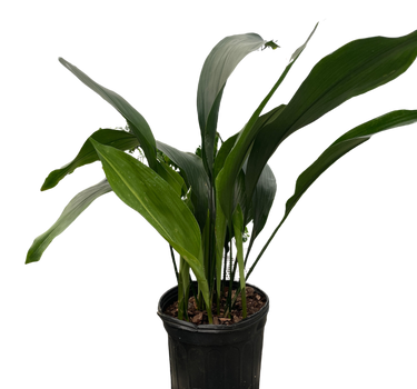 Aspidistra 'Cast Iron'