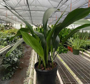 Aspidistra 'Cast Iron'