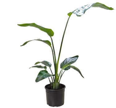 White Bird of Paradise 'Strelitzia Nicolai'