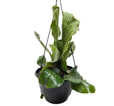 Fern 'Elephant'