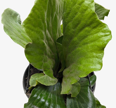 Fern 'Elephant'