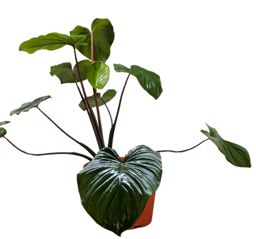 Homalomena 'Emerald Gem'