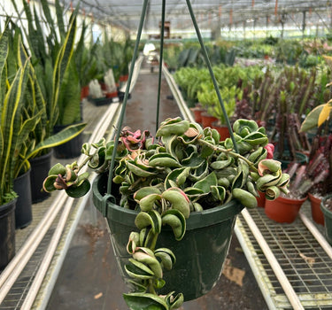 Hoya 'Rope Plant' Variegated