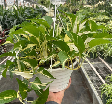 Monstera Mutant Manjula