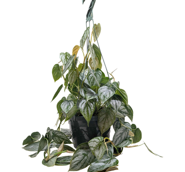Philodendron 'Brandi'