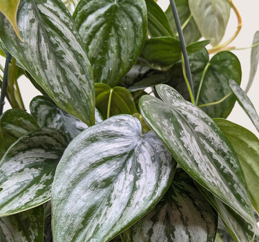 Philodendron 'Brandi'