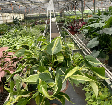 Philodendron 'Silver Stripe'