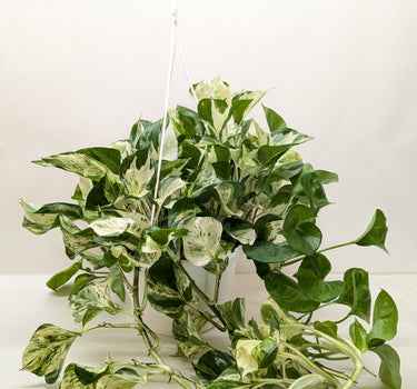 Pothos Manjula