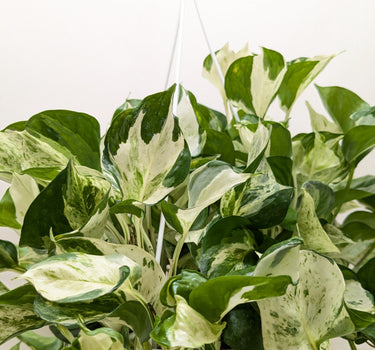 Pothos Manjula