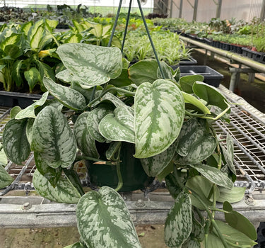 Pothos 'Silver Splash'