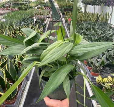 Pothos 'Silver Streak'