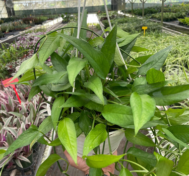 Pothos Skeleton Key