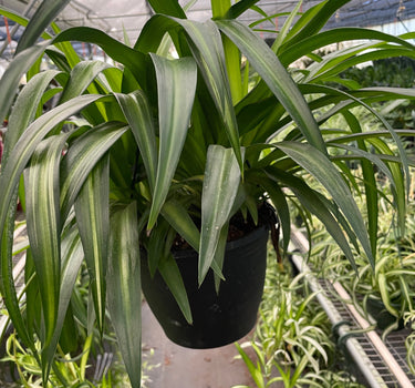 Spider Plant Hawaiian