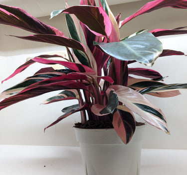 Stromanthe Triostar