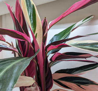 Stromanthe Triostar