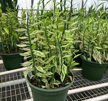 Variegated Devil's Backbone Euphorbia