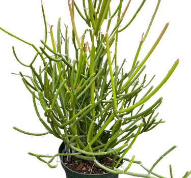 Euphorbia 'Pencil Cactus'