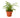 Fern 'Lemon Button'