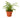 Fern 'Lemon Button' - 4" Pot - NURSERY POT ONLY