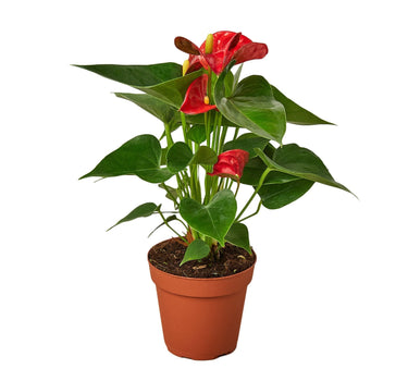 Anthurium 'Red'