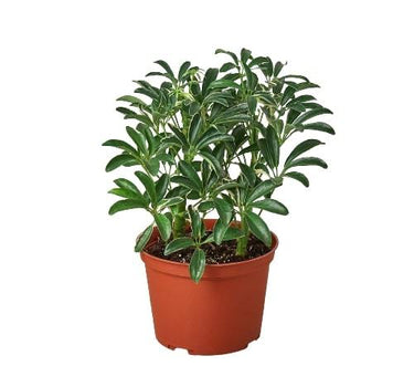 Schefflera Moonlight 'Umbrella Plant'