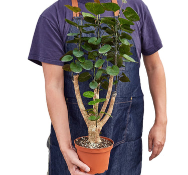 Aralia Fabian Stump 'Polyscias Scutellaria'