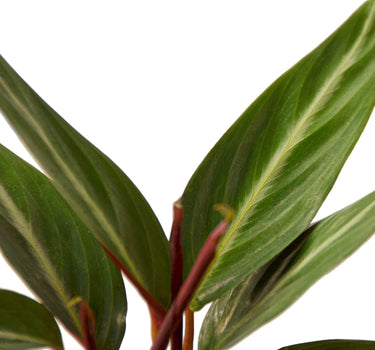 Stromanthe Sanguinea