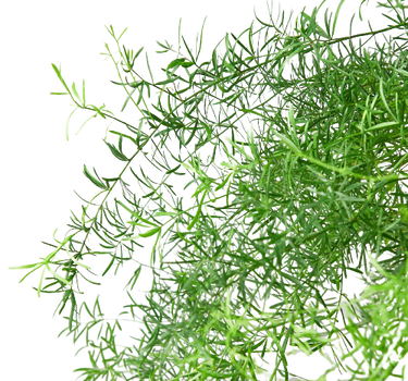 Fern 'Sprengeri'