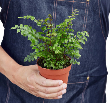 Mahogany Fern