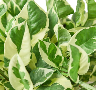 Pothos 'N'joy'