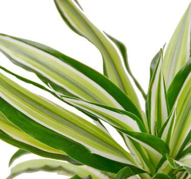 Dracaena 'Malaika'