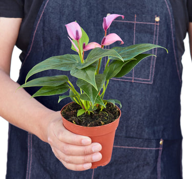 Anthurium 'Purple'