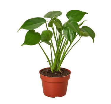 Philodendron Monstera Split-Leaf