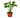 Philodendron Monstera Split-Leaf - 4" Pot - NURSERY POT ONLY