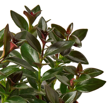 Nematanthus Black Goldfish Plant