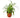 Spider Plant Hawaiian