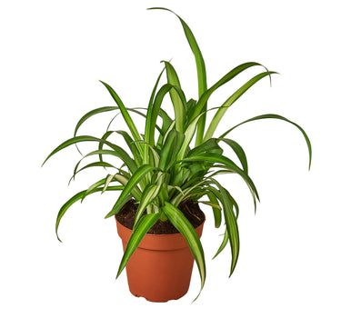 Spider Plant Hawaiian