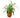 Spider Plant Hawaiian - 4" Pot - NURSERY POT ONLY