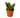 Snake Plant Emerald Star