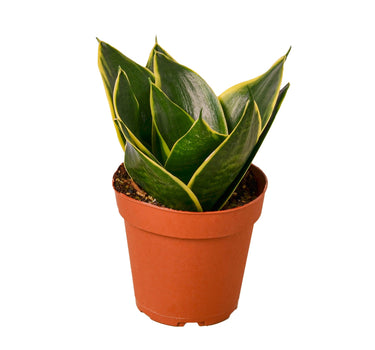 Snake Plant Emerald Star