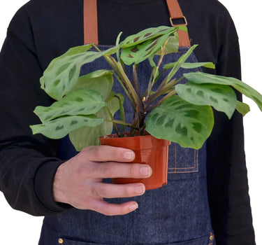 Maranta 'Leuconeura'
