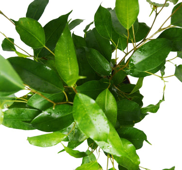 Ficus 'Benjamina' - 6" Pot