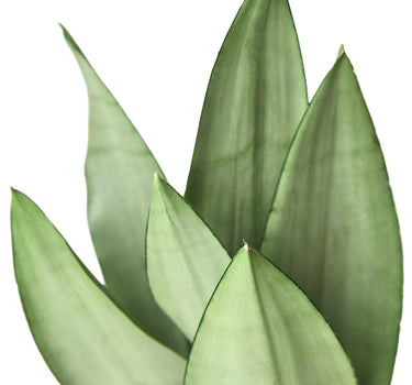 Snake Plant Moonshine
