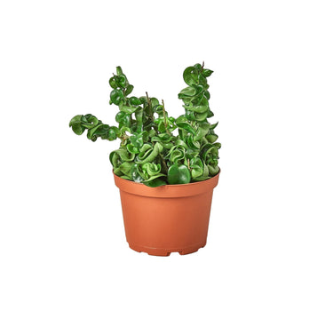 Hoya Rope Plant - 6" Pot - NURSERY POT ONLY