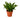 Dracaena 'Janet Craig'
