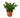 Dracaena 'Janet Craig' - 4" Pot - NURSERY POT ONLY