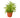 Peperomia 'Green Bean' - 4" Pot - NURSERY POT ONLY
