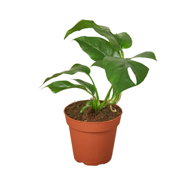 Philodendron Mini Monstera Minima